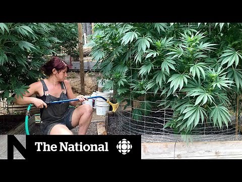 California's growing pot problem: Too much of a good thing?