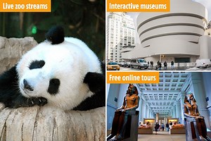 You can keep kids entertained with live zoo animal streams from your sofa