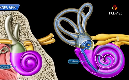 Inner ear Anatomy Animation Cochlear component, Vestibular component, Semi-circ