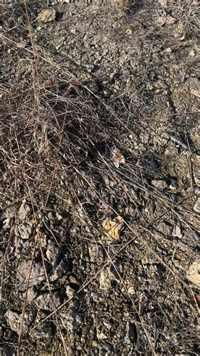 Fossil hunting for brachiopods #missouri #fossils #brachiopod #deathplate | RockHunter Mark