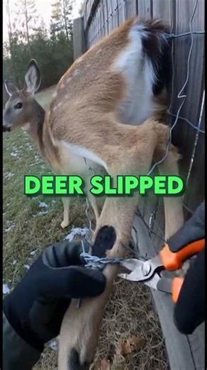 Man Rescues Deer Stuck In a Fence #DeerRescue#SavingDeer#animalrescue