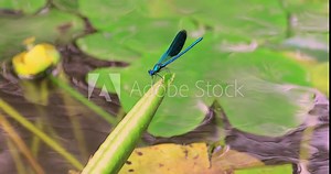 Beautiful demoiselle (Calopteryx virgo) is a European damselfly belonging to the family Calopterygidae. It is often found along fast-flowing waters where it is most at home.
