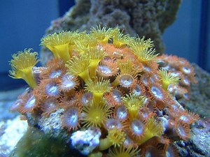 Zoantharia - Alchetron, The Free Social Encyclopedia