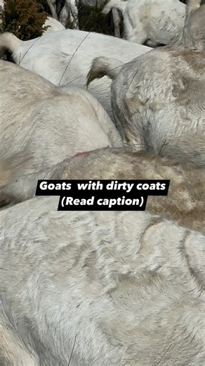 Oh, mate! Let me tell you a funny story about goats and their dirty coats! So, picture this: you've got a bunch of goats hanging out in the paddock, right? Well, those cheeky bucks, they can't help themselves when it comes to the ladies. They get all flirty and start butting heads, and guess what? They end up kicking up a whole lot of dust and dirt in the process! Now, these poor goats, especially the females, they get caught in the middle of all the shenanigans. The bucks, with their amorous in