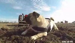 "Anything You can do, I can do BETTER!" ~Atom Stabilized by Zhiyun-tech Rider-M | Atom The Pug