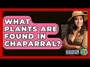 What Plants Are Found In Chaparral? - Ecosystem Essentials