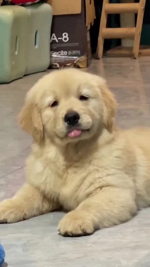 Understanding Golden Retrievers: A Comprehensive Guide