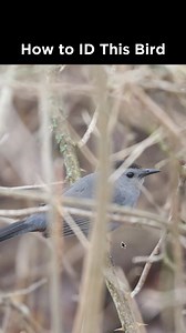 Gray Catbird identification example | LycoBirds