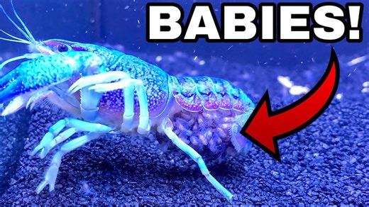 This Massive Blue Crawfish Hatch Will Blow Your Mind