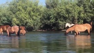 The Salt River Horses greeted kayakers this weekend. They’re so beautiful! Troy Dixon captured this footage while kayaking. | Kim Quintero