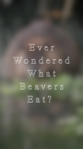 21 reactions | Ever Wondered What Beavers Eat? A beavers diet consists of bark, leaves, twigs, and buds of deciduous trees. Their favorites include aspen, birch, willow, and maple. They also consume aquatic vegetation like water lilies and cattails. Here the beaver found some tasty greens and made quick work of them. #beaver #wildlife #cangeo #sharecangeo #nature_obsession #natgeoyourshot #explorebc #canoncanada #canonusa | Tyler Martin Photography | Facebook
