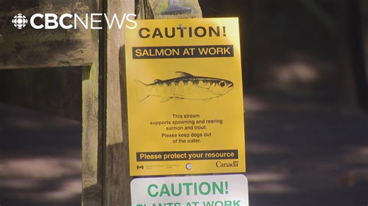 Warm winter means early release for hatchery salmon