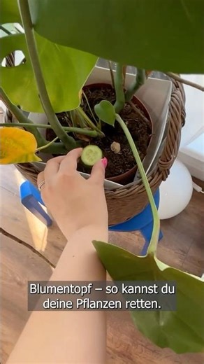 Cucumber slices in a flower pot – this is how you save your plants!
