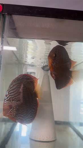 Selected today a bunch of young new maybe pairs. Let me know when you are interested. | Jacobus Koopsvantjagt