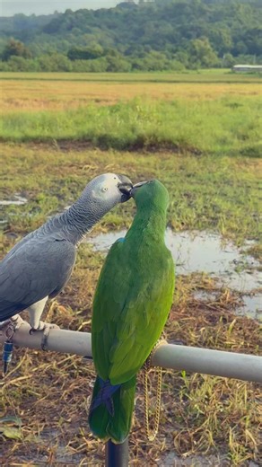 Luffy Finds Someone to Bully #parrot #parrotlife #parrotvideo #parrotlover #pet #freefly | Gabriel Wang