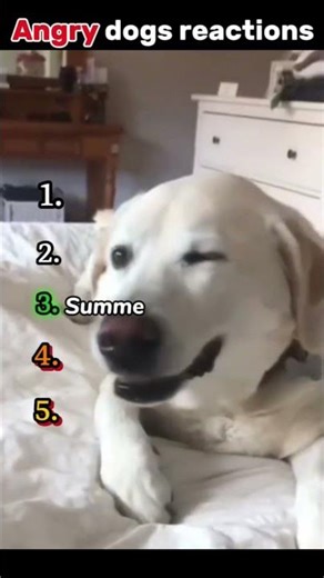 🐕 Angry Dogs Reactions | Funny & Dramatic