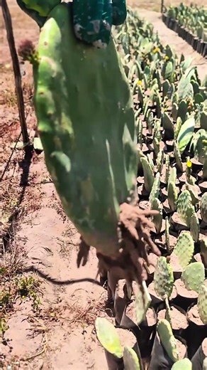 From One Pad to Thousands! 🌵 How We Grow Nopal Cactus at Scale | Cactus Nursery Farm