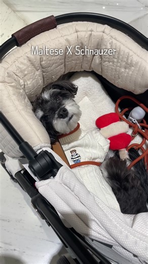 Exploring the Maltese Schnauzer Breed Traits