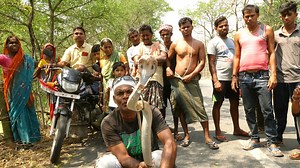 22K views · 646 reactions | Dangerous cobra rescued from village. | Naag lok | Facebook