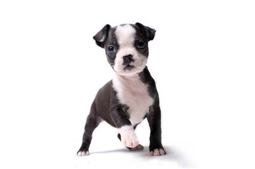 Boston Terrier (Bostie) Puppies For Sale In Willoughby, OH