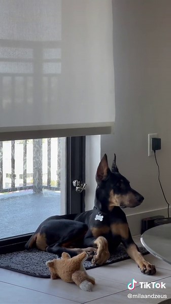 Mila, Nova & Zeus on TikTok