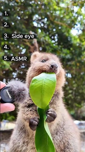 Top 5 CUTEST Quokka Moments OAT! #cuteanimals
