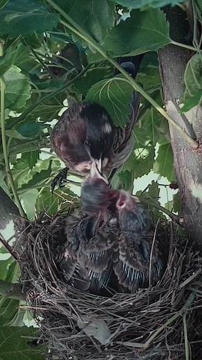 8.5K views · 69 reactions | beautiful tree and babies: | Review Birds News | Facebook