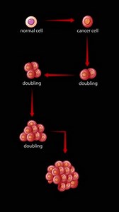 Animation Illustrates Transformation Normal Cell Into Stock Footage Video (100% Royalty-free) 3885465255 | Shutterstock