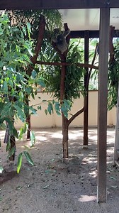 Meet Poppy. She is an 8-month-old, strong-willed, little go-getter koala joey. 🐨💪 Poppy is the daughter of the lovely Rusa, who is a wonderful mum but unfortunately isn’t producing quite enough milk to support her growing baby. To help Poppy along, she receives a milk feed twice a day from Keeper Karen (in this video) or our head vet, Dr. Galit. 🍼 Being little Miss Independent, Poppy likes to try and hold the syringe to feed herself. If it wasn’t for Keeper Karen steadying the pace, she would