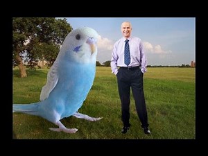 The biggest budgie in the world? - Don't believe it's true? just watch
