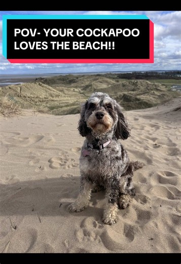 Who loves the beach more than me?! #fyp #viral #beach #cockapoo #capcut