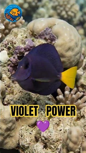 Purple Tang – Iconic Red Sea Reef Fish #oceanlife