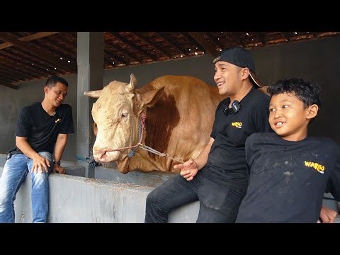 KAGET BANGET !! ADIK MAS HERMAWAN SARANIN SAPI INI UNTUK DIPINANG AA IRFAN HAKIM
