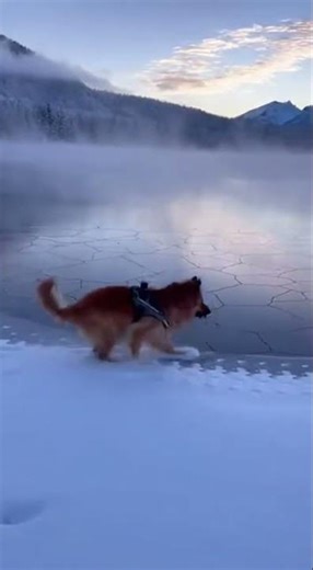 “This Dog Saved 4 People In 24 Hours… UNBELIEVABLE!”🔥