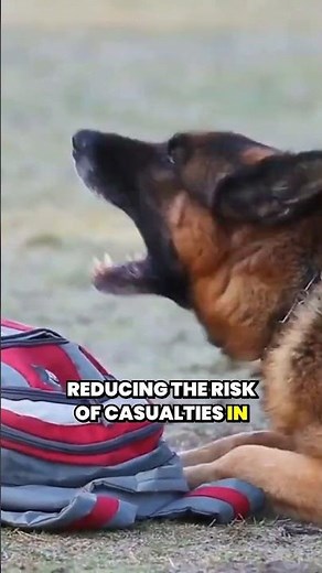 Explosive detection dogs Heroes in the fight against landmines #dogcoach #dogtraining