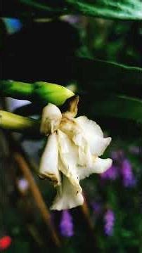 Violet Angelonia 🪻snapdragon 🪻 Good morning ☀️ respect #shorts