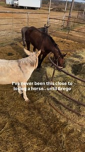 302K views · 43K reactions | BREGO - UPDATE — I WASNT SURE HE WOULD...