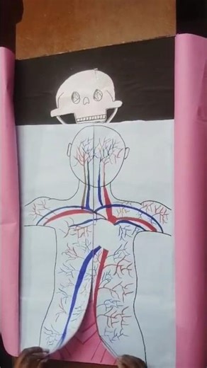 Science TLM model || Human body tlm #bed #tlm #model