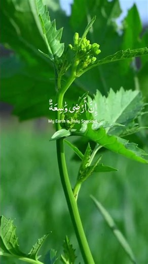 Quran recitation in a peaceful voice I Alfatiha, Yasin, AlWaqiah, tilawate Quran,Noor-e-Hidayat