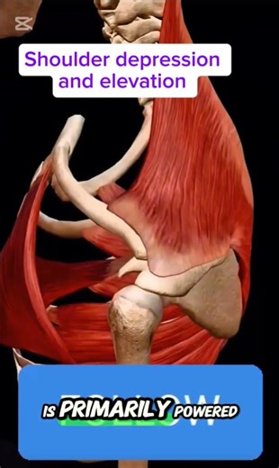 Shoulder depression and elevation #humananatomy