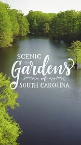 Discover why the beautiful and unique gardens of South Carolina are a must-see for anyone visiting the Palmetto State. | Discover South Carolina