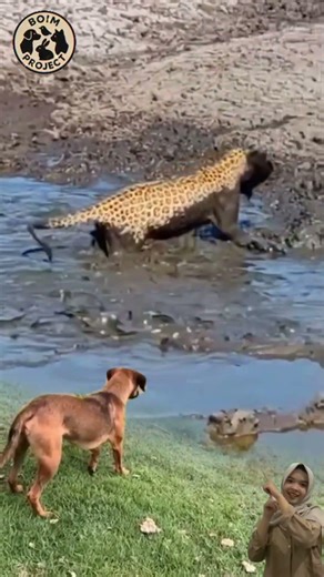 Momen Lucu & Kocak😂 Jaguar Penuh Lumpur Saat Tangkap Ikan, Anjing Menggonggong Menyaksikan!🐕🐆😂