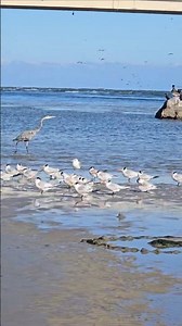 Low Tide at Sebastian Inlet, Peaceful Bird Paradise🌊🐦🪨