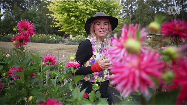 Dahlia Daze - Gardening Australia