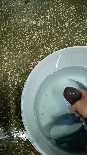 Bol miktarda SÜRMELİ damızlık genç damızlık ve damızlık altları arkadaşımıza hayırlı uğurlu olsun güle güle üretip dağıtsin inşallah. | Ottoman Ümit Şahin