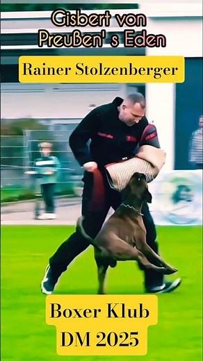 Boxer Club German Championship 2025 Rainer Stolzenberger & Gisbert v. Preußen's Eden 2nd place pr...