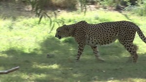 Cheetah Walking