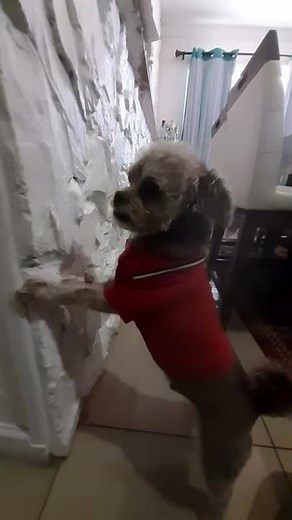 Dog in timeout for bad behavior