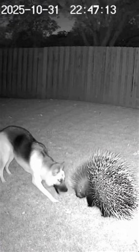 Dog vs Porcupine: Caught on camera!! #dog #porcupines