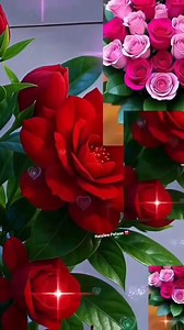 208K views · 5.4K reactions | Hello my dear friends. | HOA CẢNH THIÊN NHIÊN | Facebook